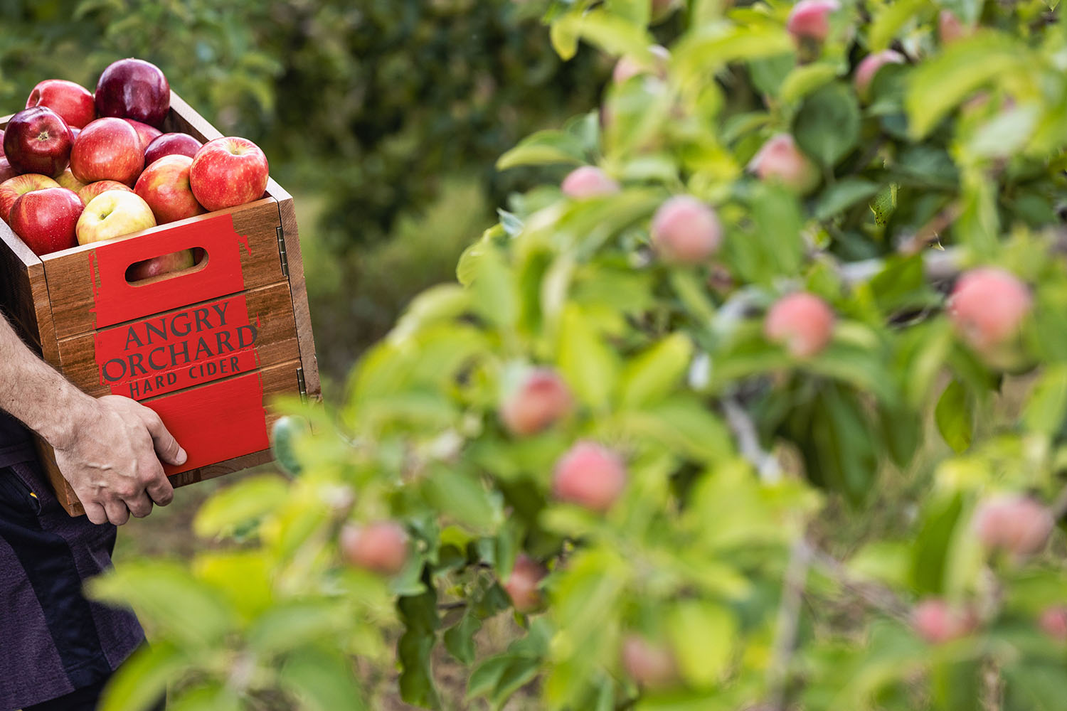 Crate of apples and apple trees