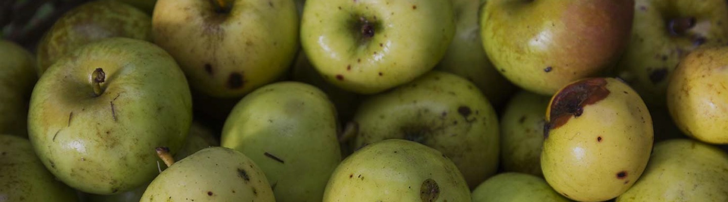 apples