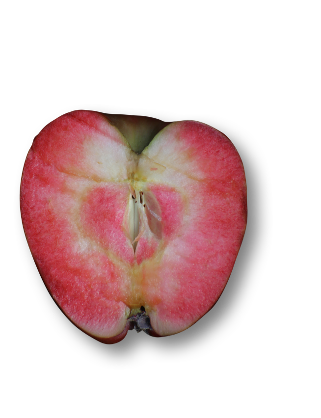 Apple varieties include: Gala, Beden, Granny Smith, Red Delicious, Amerede Berthecourt, Binet Rouge, Medailled